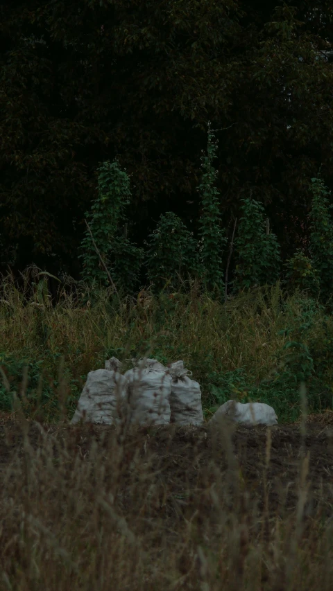 a black bear is standing alone in a field