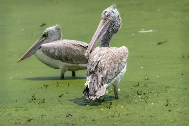 two brown birds stand in water with algae on it