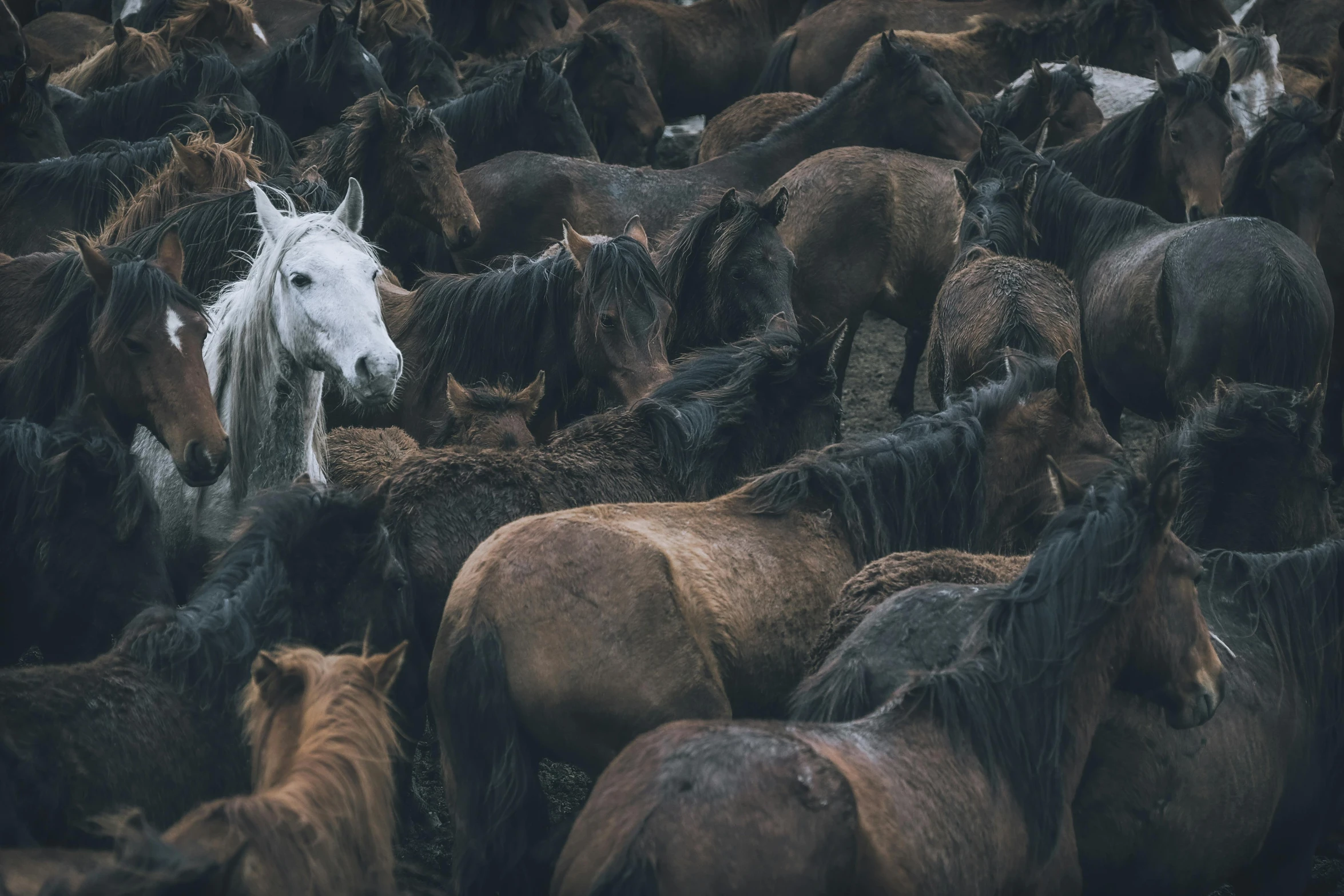 a white horse surrounded by black and brown horses