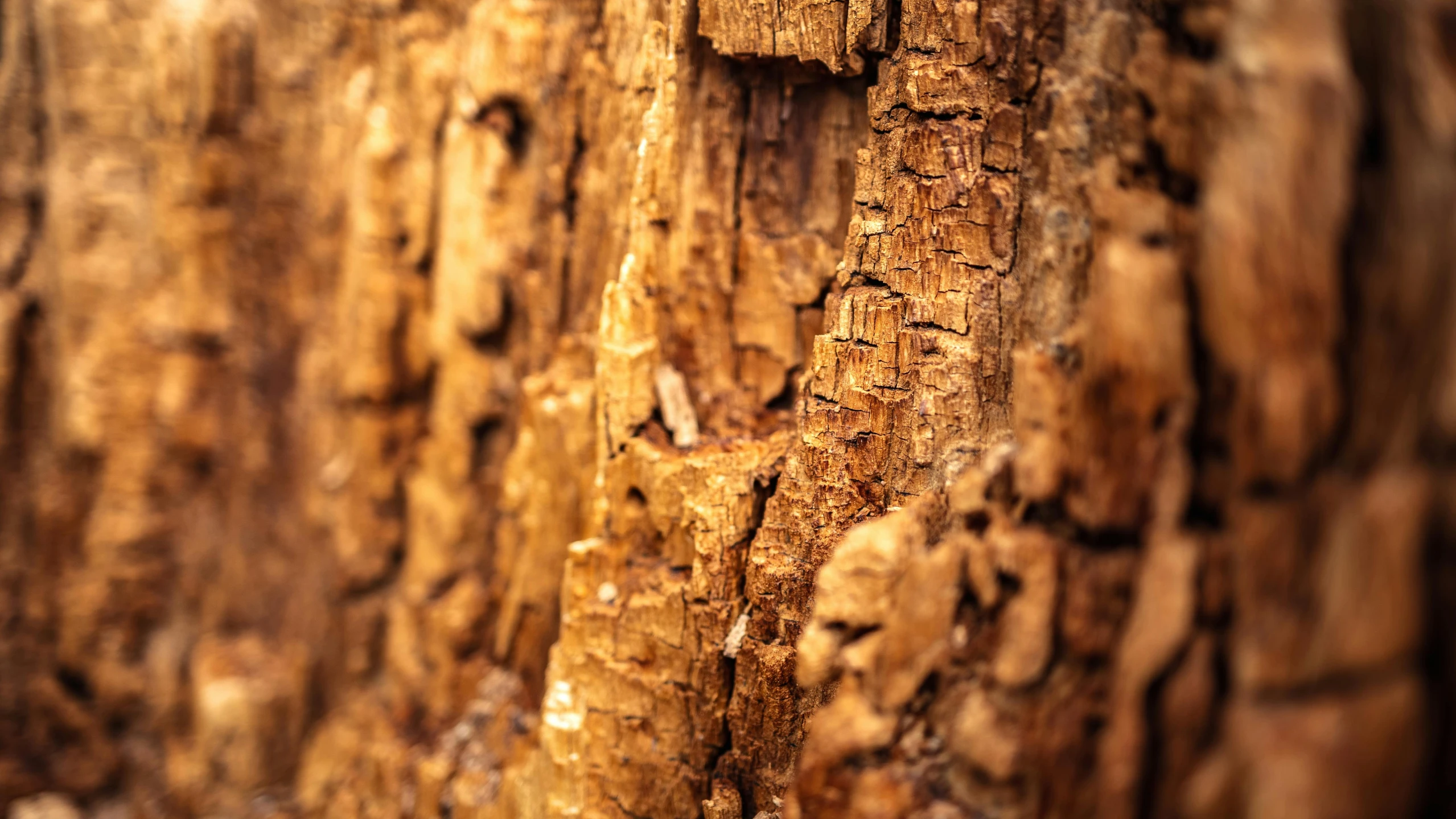 the bark of a tree that looks old