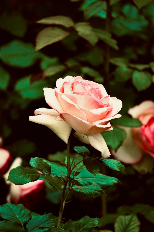 a single pink rose in bloom, with other smaller ones in the background