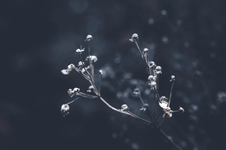 a close up of a twig with snow on it