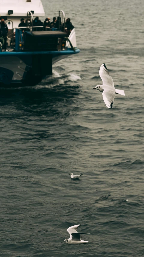 a big pretty bird flying near a ship