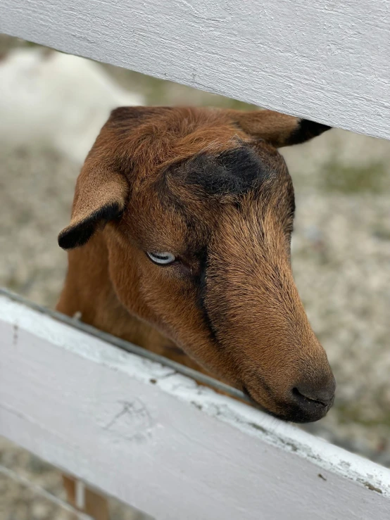 a small goat is standing near a fence