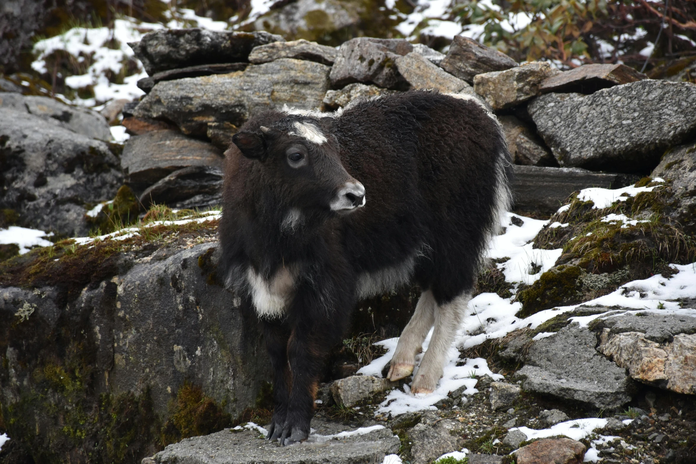 a black and white cow on some snow covered rocks