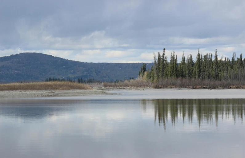 a large body of water surrounded by a forest