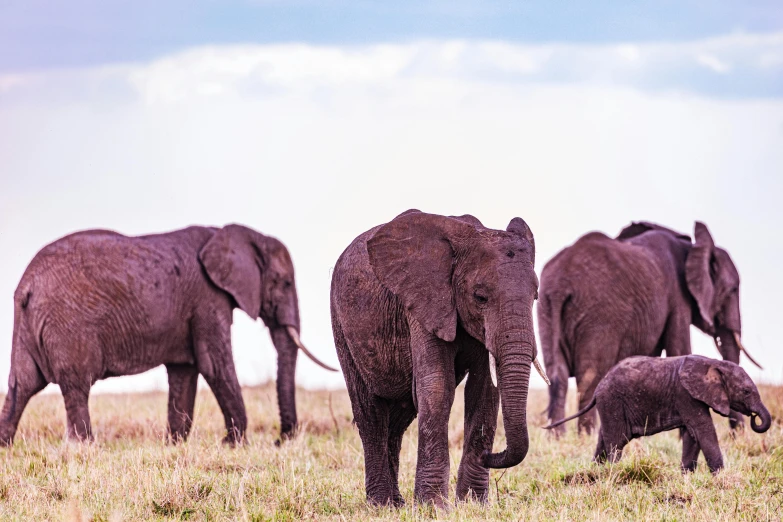 the family of elephants is walking through the grasslands