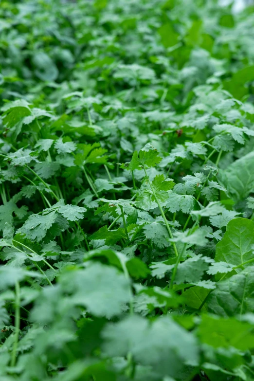 a green forest with some leaves and stems