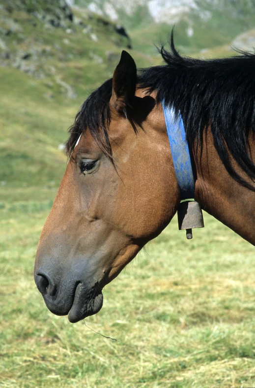 a horse with a blue halter is in the grass