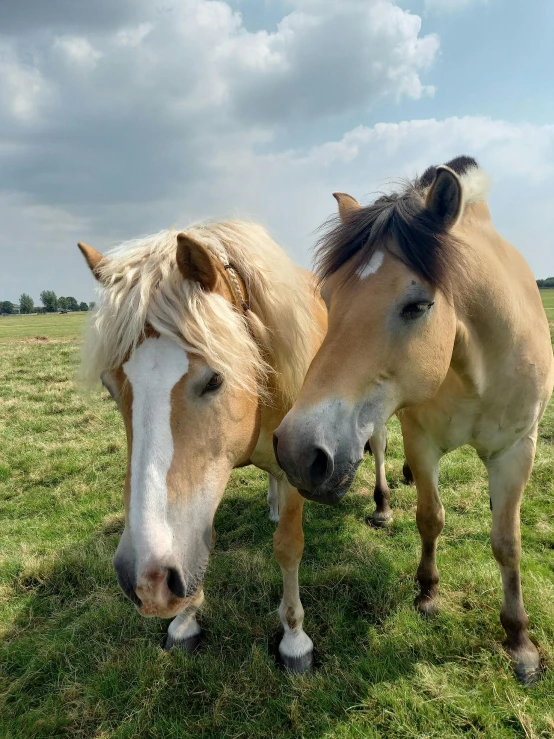 two horses standing in a pasture with cloudy skies