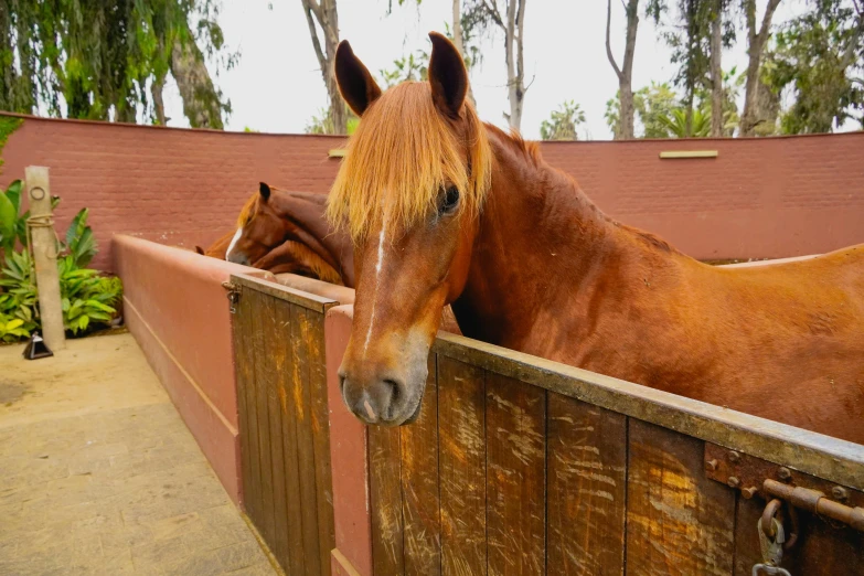 a horse that is leaning over a fence