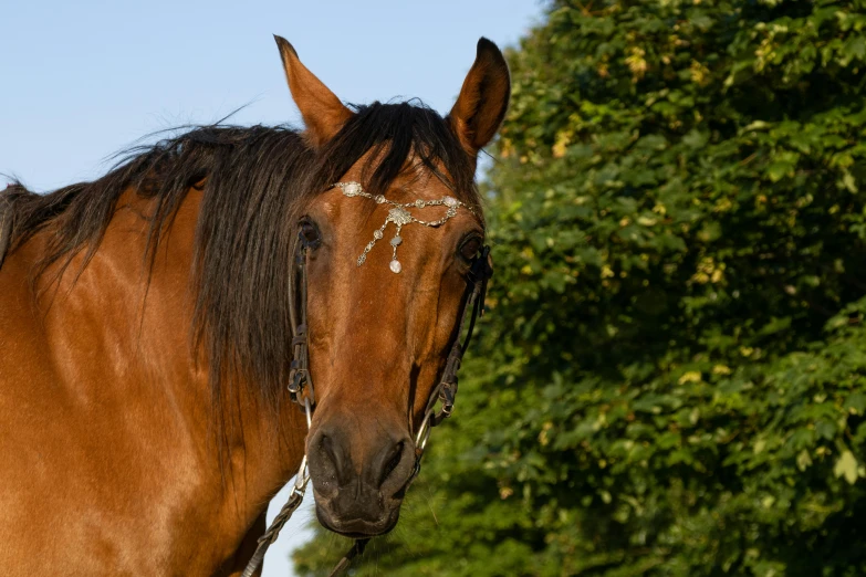 the head of a horse with white painted on it's face