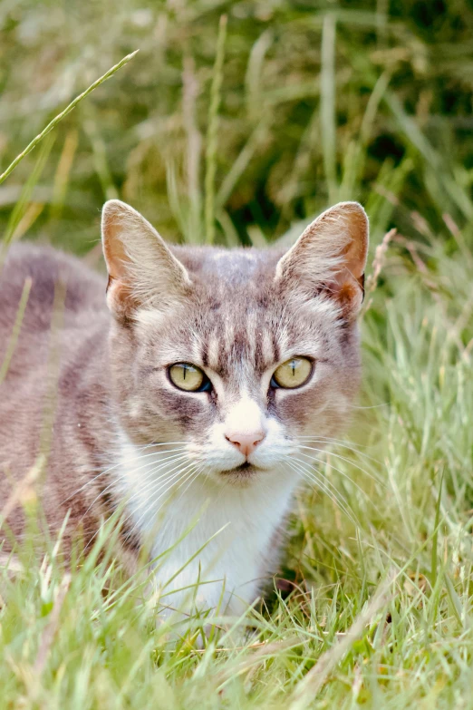 a kitten sitting on grass in the sun