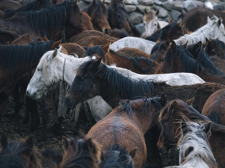 a large group of horses are all together and their coats are drying off