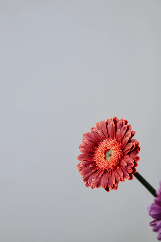 a red flower that is sitting in the vase