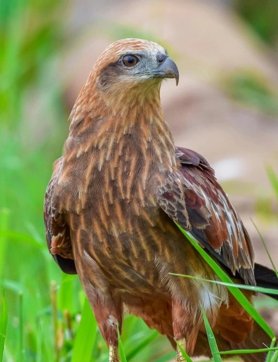 a large brown bird perched on top of green grass