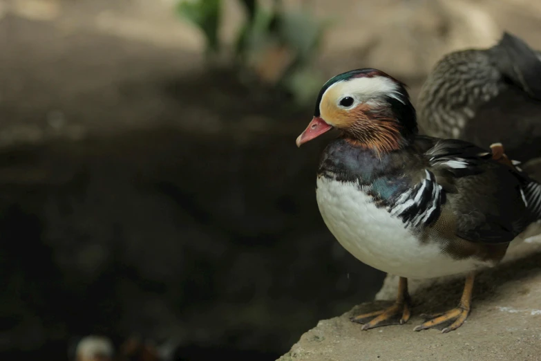 two wild birds standing on a stone wall