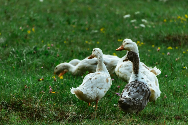 three geese walking in the grass next to each other