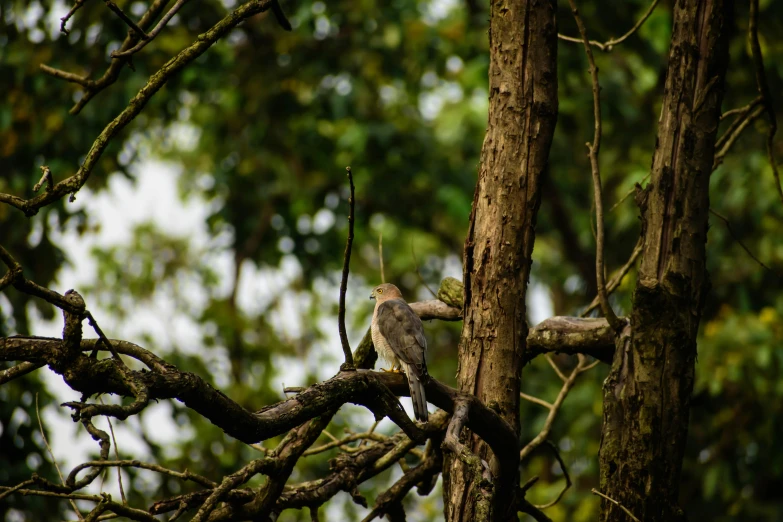 a large bird sitting on a nch in a tree