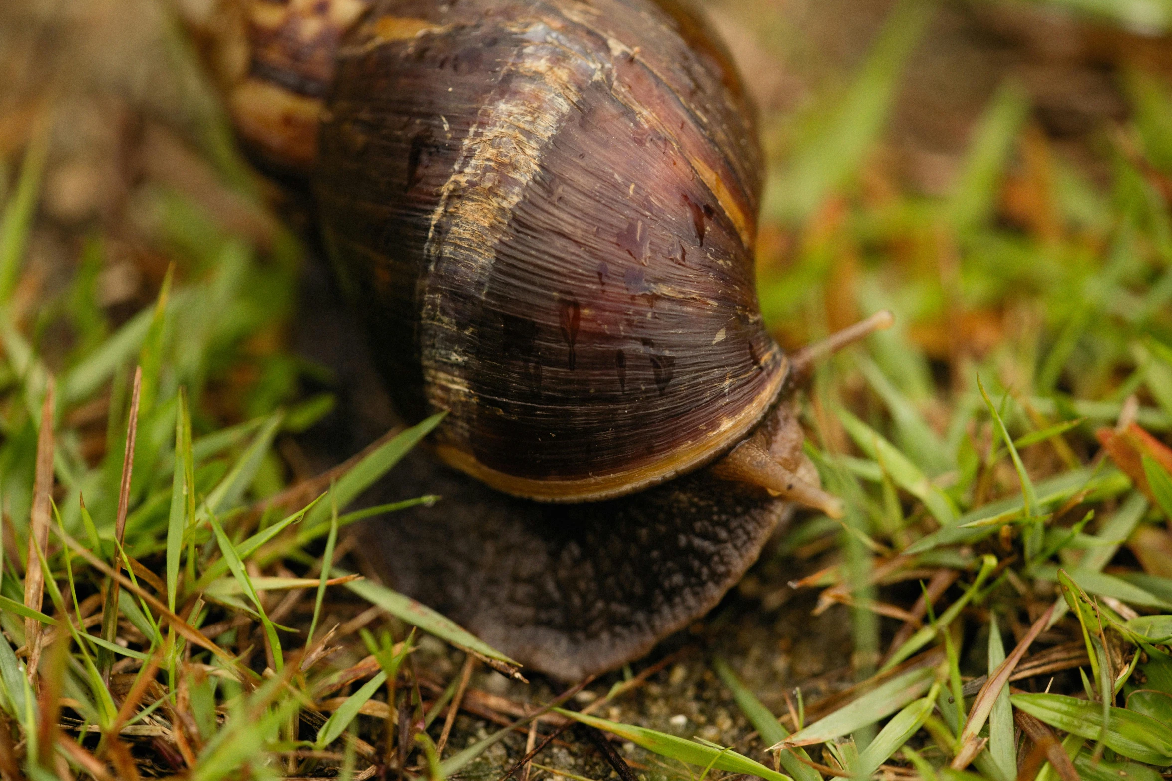 a slug crawling through the green grass on a sunny day