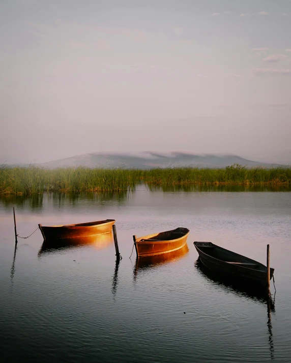 three empty rowboats floating in a pond next to tall grass