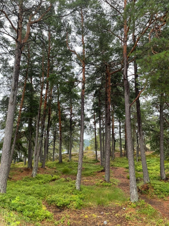 a forest has lots of green trees growing