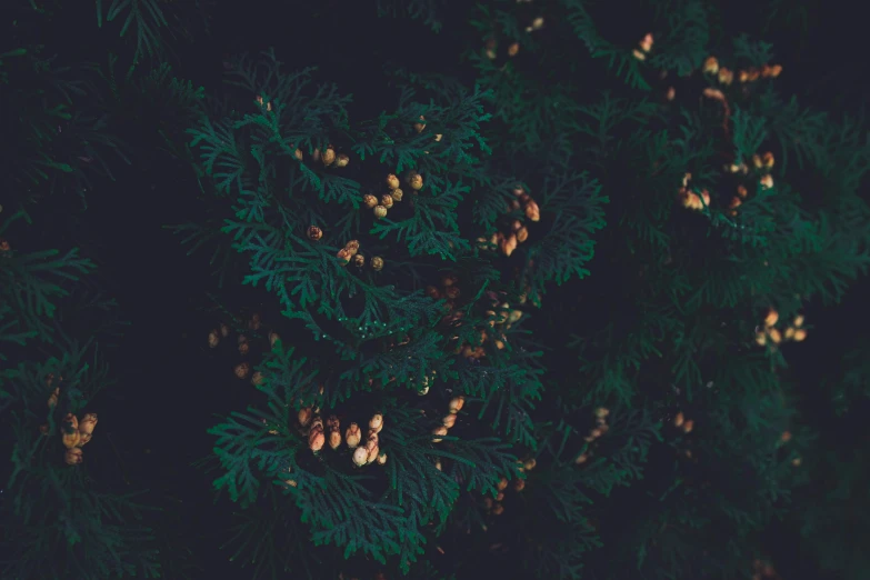 many small pine cones on a green nch