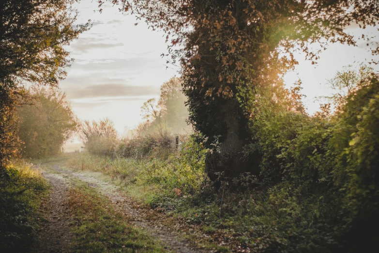 an old forest with dirt trail leading between trees