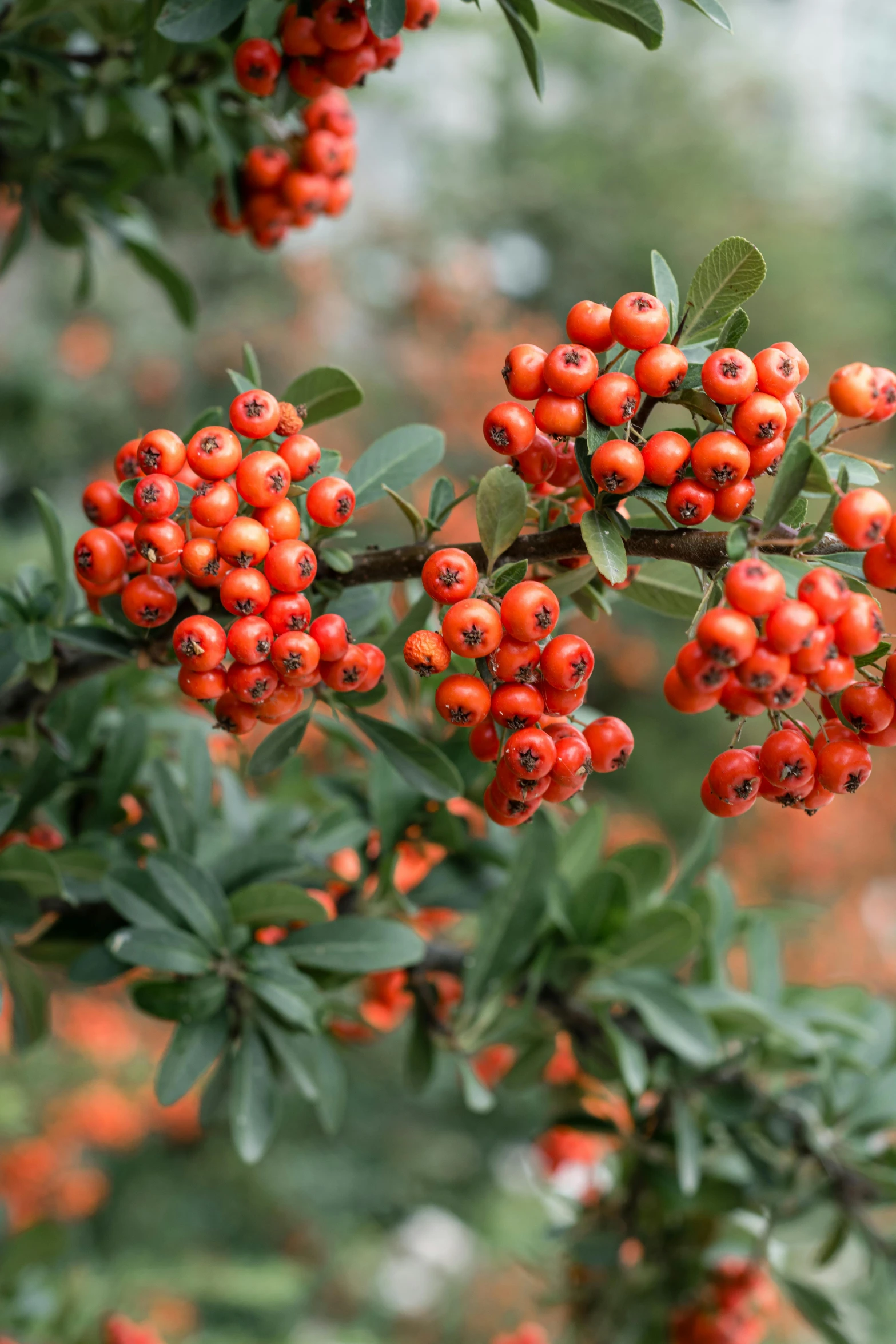 a bush with some orange berries growing on it