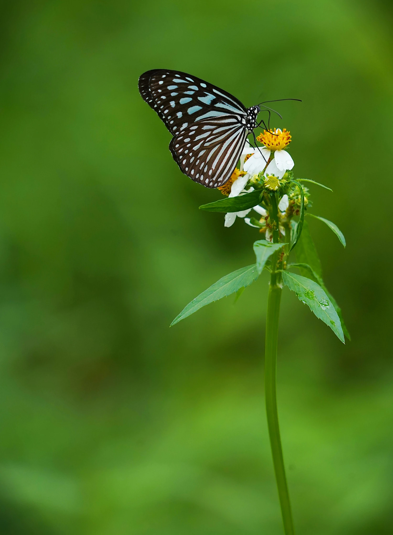 a erfly resting on a plant with green grass