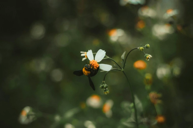 a close up of a white flower on a field