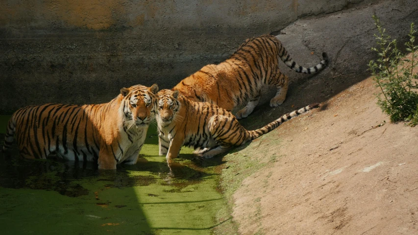 two tiger cubs are in the water at the zoo