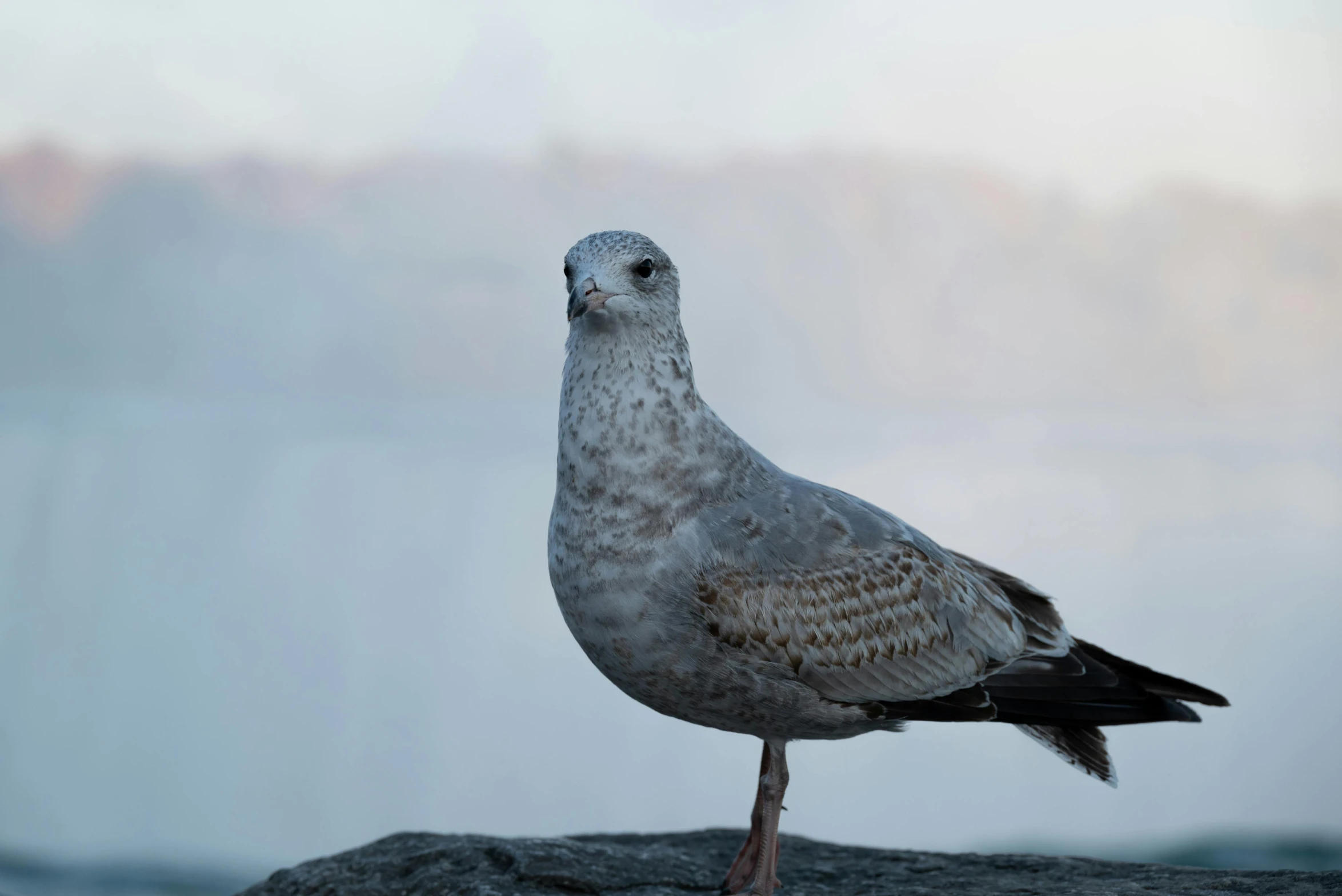 a bird is standing on a rock