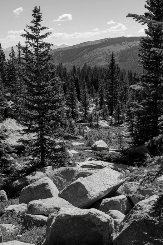 a rocky area with lots of rocks and trees