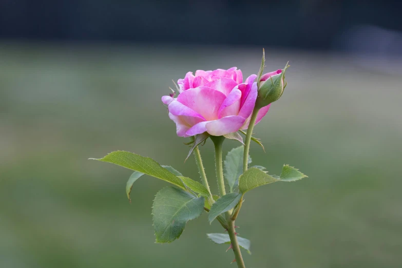 a rose budding with green leaves and blurry background