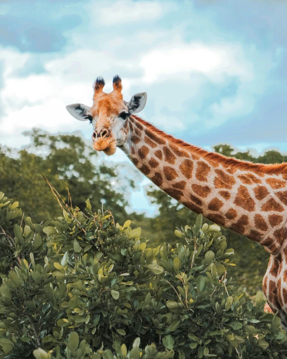 the large giraffe is standing next to the many trees