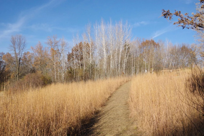 a dirt path with trees in the background