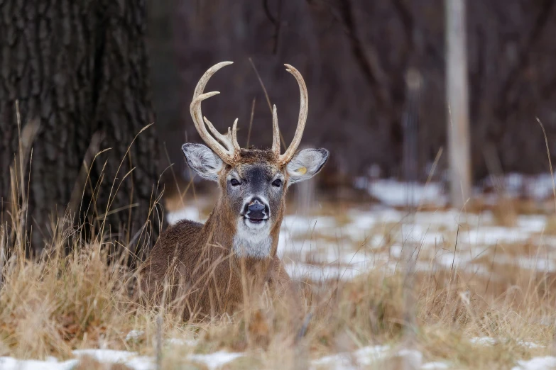 a large antelope standing in a field with snow