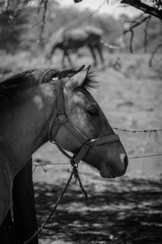 the horse stands by a barbed wire fence