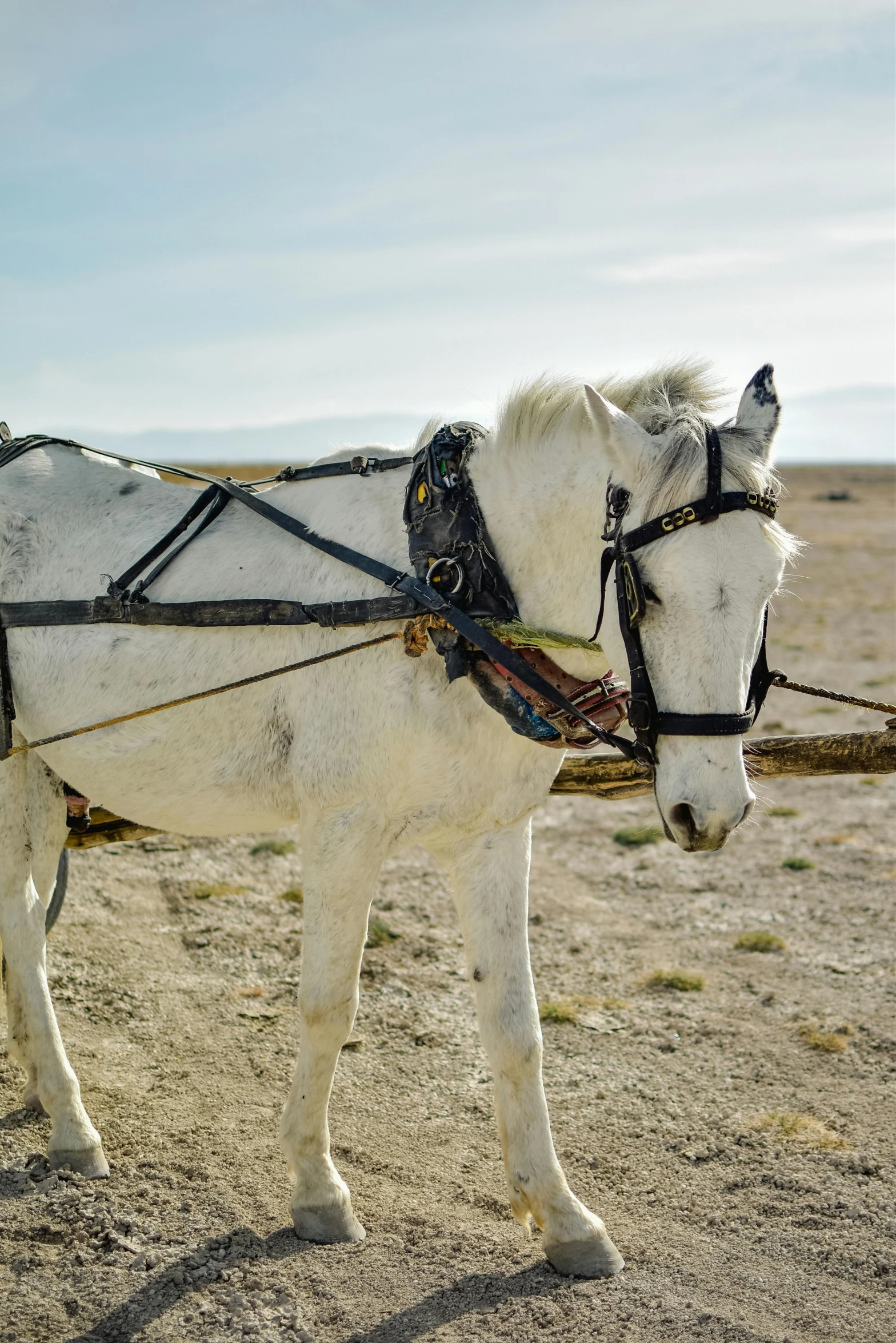 a white horse is standing in the desert