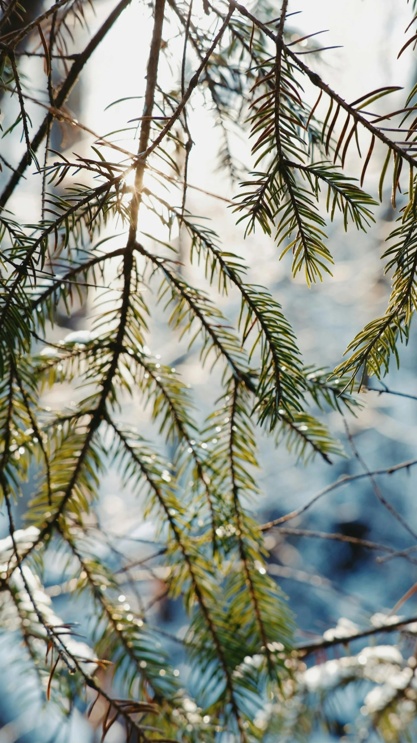 a pine tree nch with water in the background