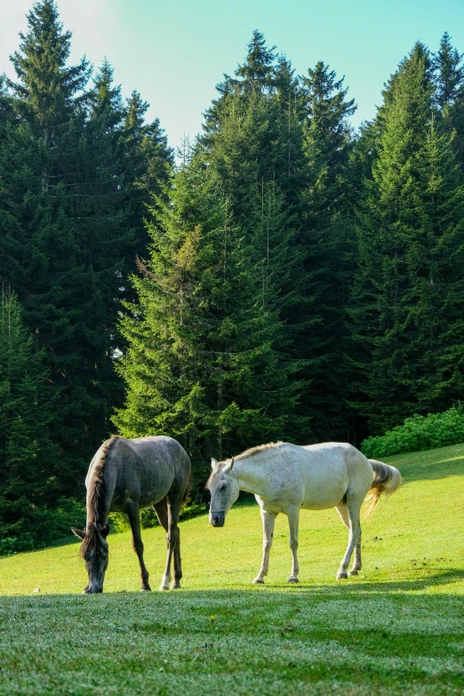 two horses grazing in a green field with trees behind them