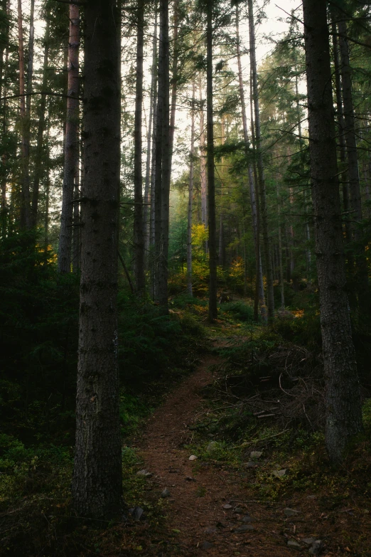 a walk way in the woods with lots of trees