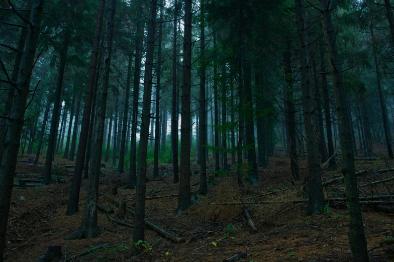 a trail through a wooded area is lined with trees