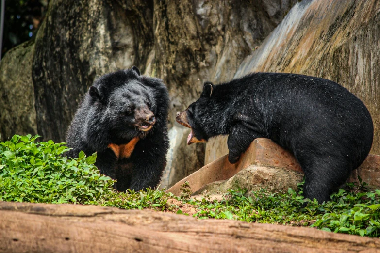 two bears playing in the middle of some bushes