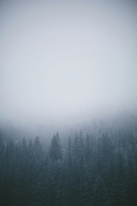 a foggy mountain forest with trees covered by mist