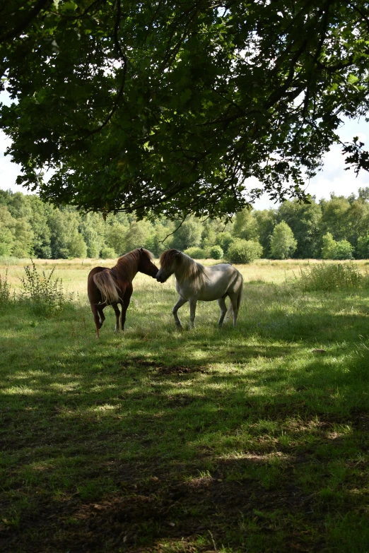 a couple of horses that are standing in the grass