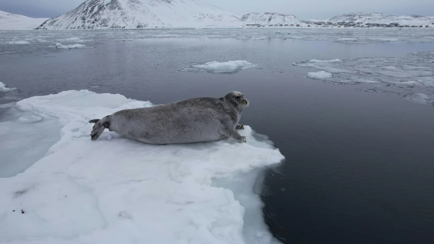 an animal is resting on an ice floet