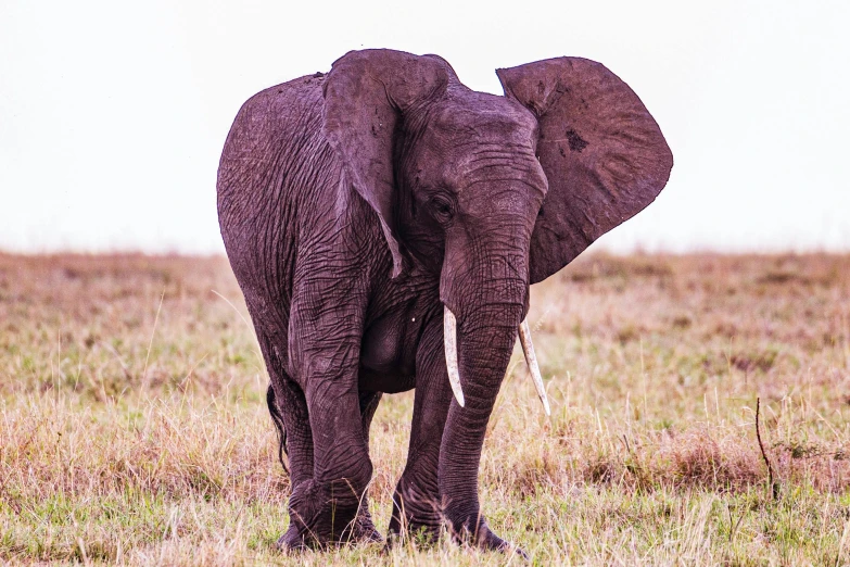 an elephant is standing in the field and it looks like it is making some serious face