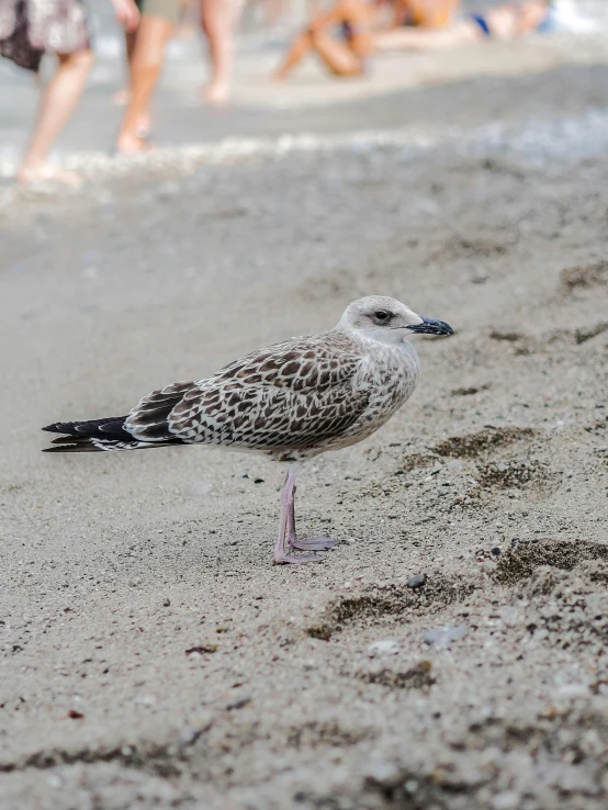 the bird is standing on the beach next to the water